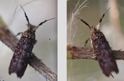 Ochsenheimeria taurella